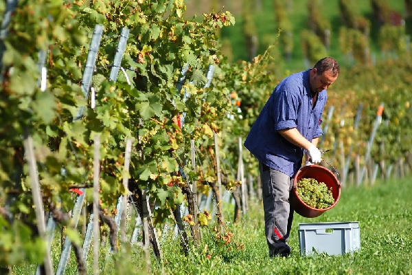 viticulteur-:-attention-aux-pesticides-!