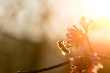 preservation-des-ruches-a-la-reunion-:-un-biocide-pour-lutter-contre-les-insectes-ravageurs