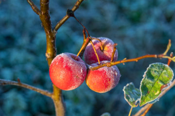 une-indemnisation-pour-les-agriculteurs-concernes-par-l’episode-de-gel-d’avril-2022