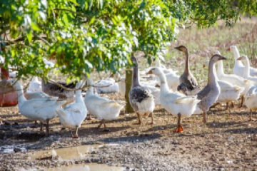 grippe-aviaire-:-de-nouvelles-obligations-pour-limiter-la-propagation-du-virus