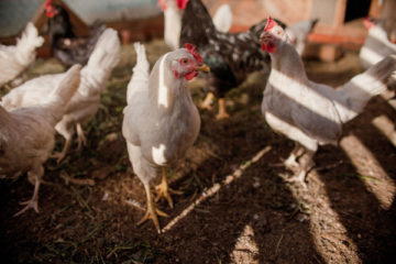 grippe-aviaire-:-risque-eleve-sur-le-territoire-metropolitain