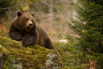 effarouchement-des-ours-bruns-dans-les-pyrenees-:-quelles-regles-?