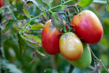 virus-de-la-tomate-:-un-renforcement-des-mesures-de-protection