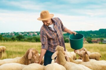 agriculture-:-aides-financieres-pour-les-eleveurs