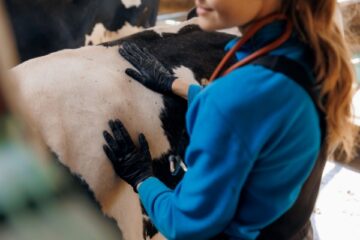 visites-sanitaires-obligatoires-pour-la-filiere-bovine-:-petite-modification-de-l’experimentation-!